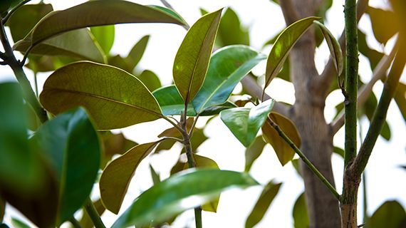 Foliage in focus: Magnolia Grandiflora ‘Exmouth’