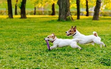 benefits of well-designed dog parks