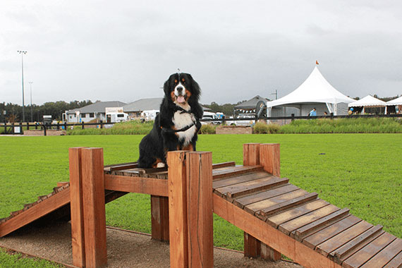 Dog Park tips: Getting the most out of Paw Park